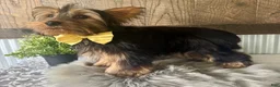 Yorkshire Terrier dogs for sale: Miles - Ad 4