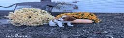 Welsh Springer Spaniel dogs for sale: Leslie - Ad 4