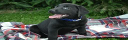 Labrador Retriever dogs for sale: Juniper - Ad 4