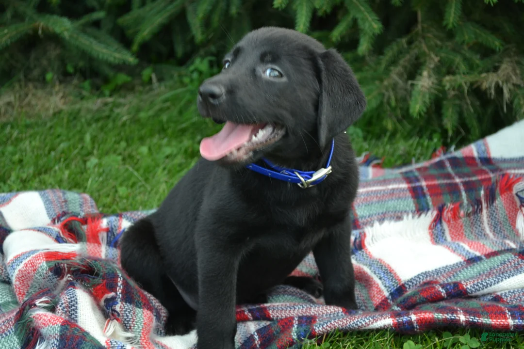 Labrador Retriever dogs for sale: Juniper - Ad 4