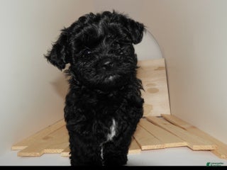 Yorkshire Terrier dogs King - Ad 10