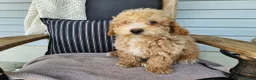 Mini Bernedoodle dogs for sale: Liam - Ad 12