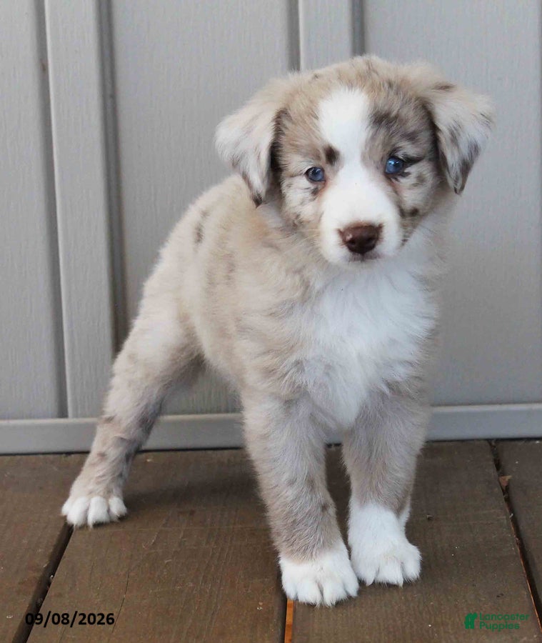 Australian Shepherd dogs Edith - Ad 1