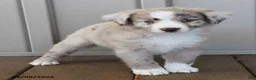 Australian Shepherd dogs for sale: Edith - Ad 1