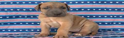 Great Dane dogs for sale: Patience Great Dane  - Ad 4