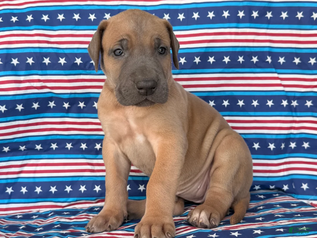 Great Dane dogs for sale: Patience Great Dane  - Ad 4