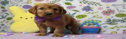 Golden Retriever dogs for sale: Chance - Ad 8