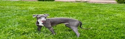 Italian Greyhound dogs for sale: Manny - Ad 8