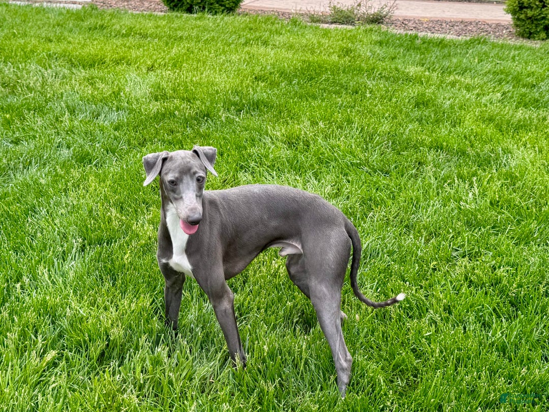 Italian Greyhound dogs for sale: Manny - Ad 8