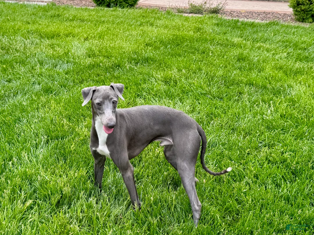 Italian Greyhound dogs for sale: Manny - Ad 8
