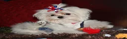 Maltese dogs for sale: Maci - Ad 12