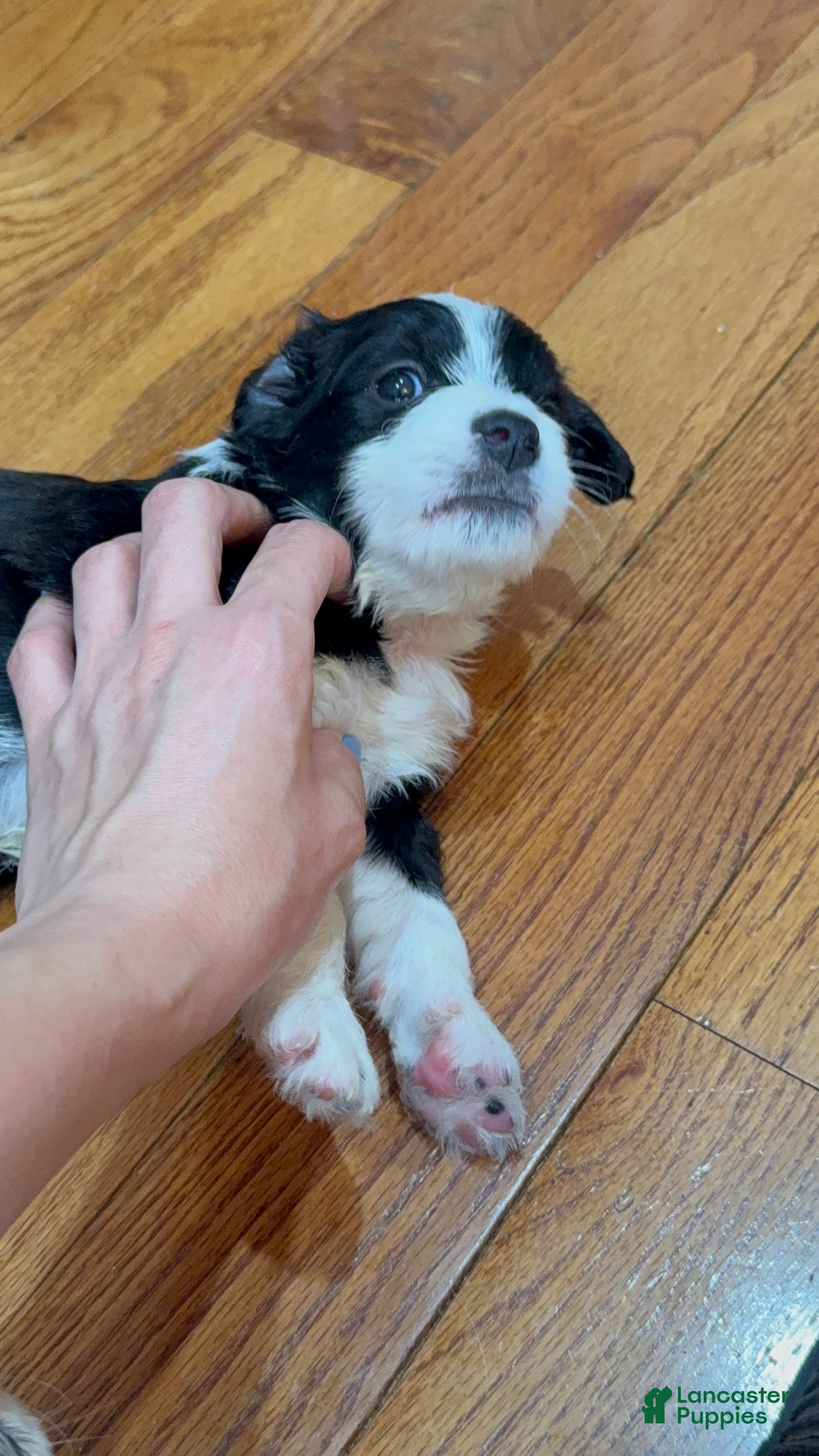 Mixed Breed dogs Panda - Ad 2