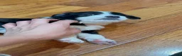 Mixed Breed dogs for sale: Panda - Ad 2