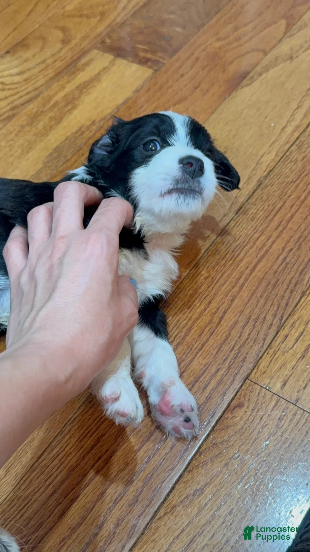Mixed Breed dogs for sale: Panda - Ad 2