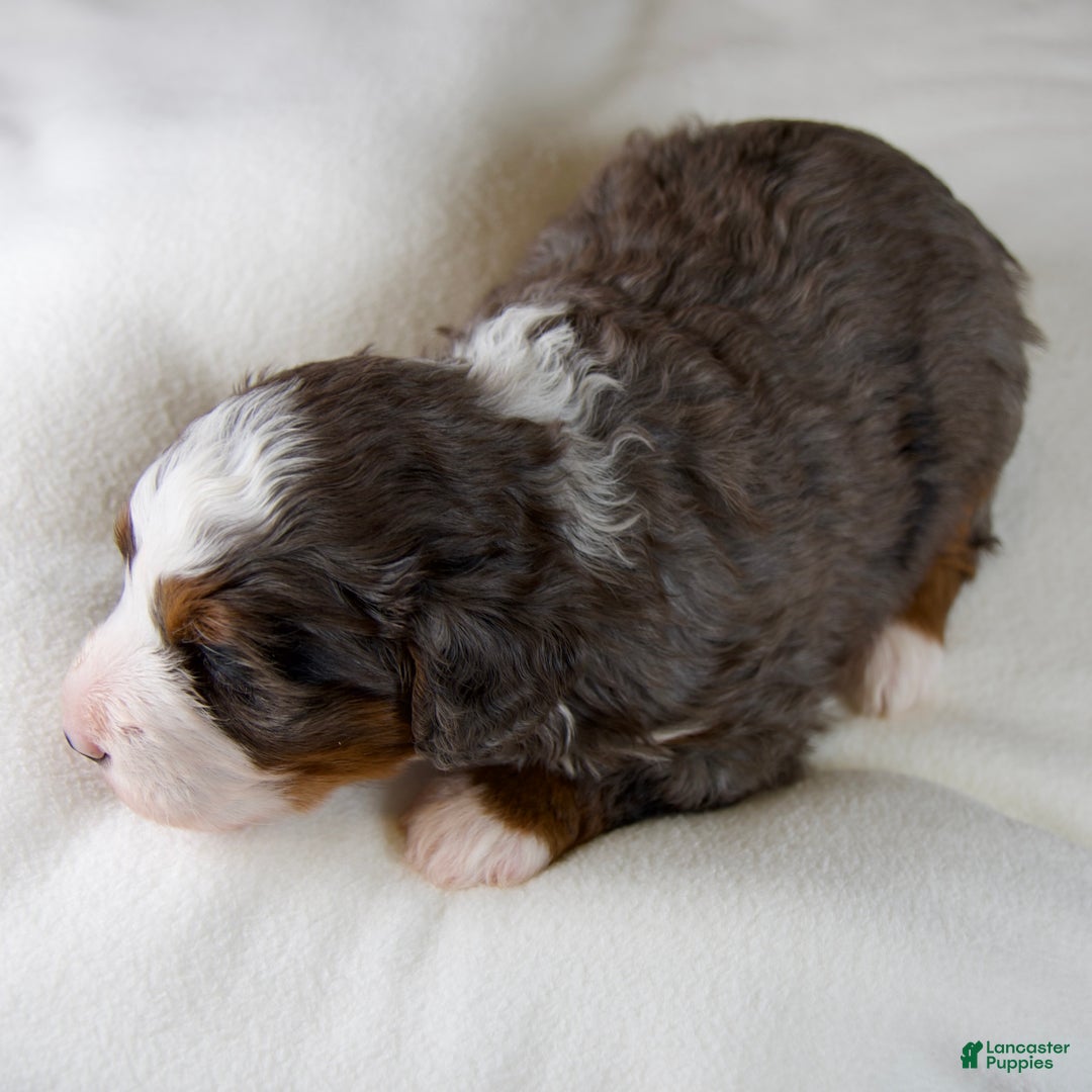 Mini Bernedoodle dogs for sale: Glory Girl - Ad 4