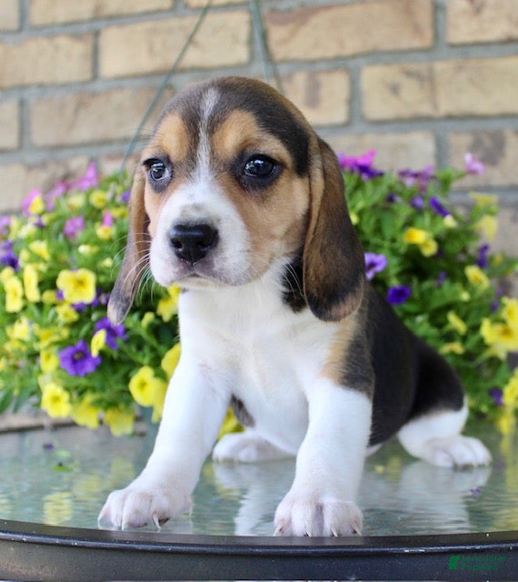Beagle dogs for sale: Sunny - Ad 3