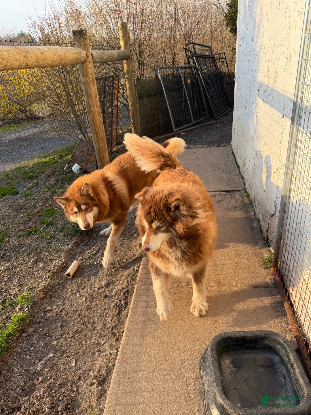 Alaskan Malamute dogs for sale: Alaskan Malamute Puppy 2 - Ad 1