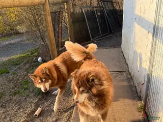 Alaskan Malamute dogs for sale: Alaskan Malamute Puppy 2 - Ad 2
