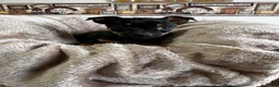 Chihuahua dogs for sale: Nelson  - Ad 2