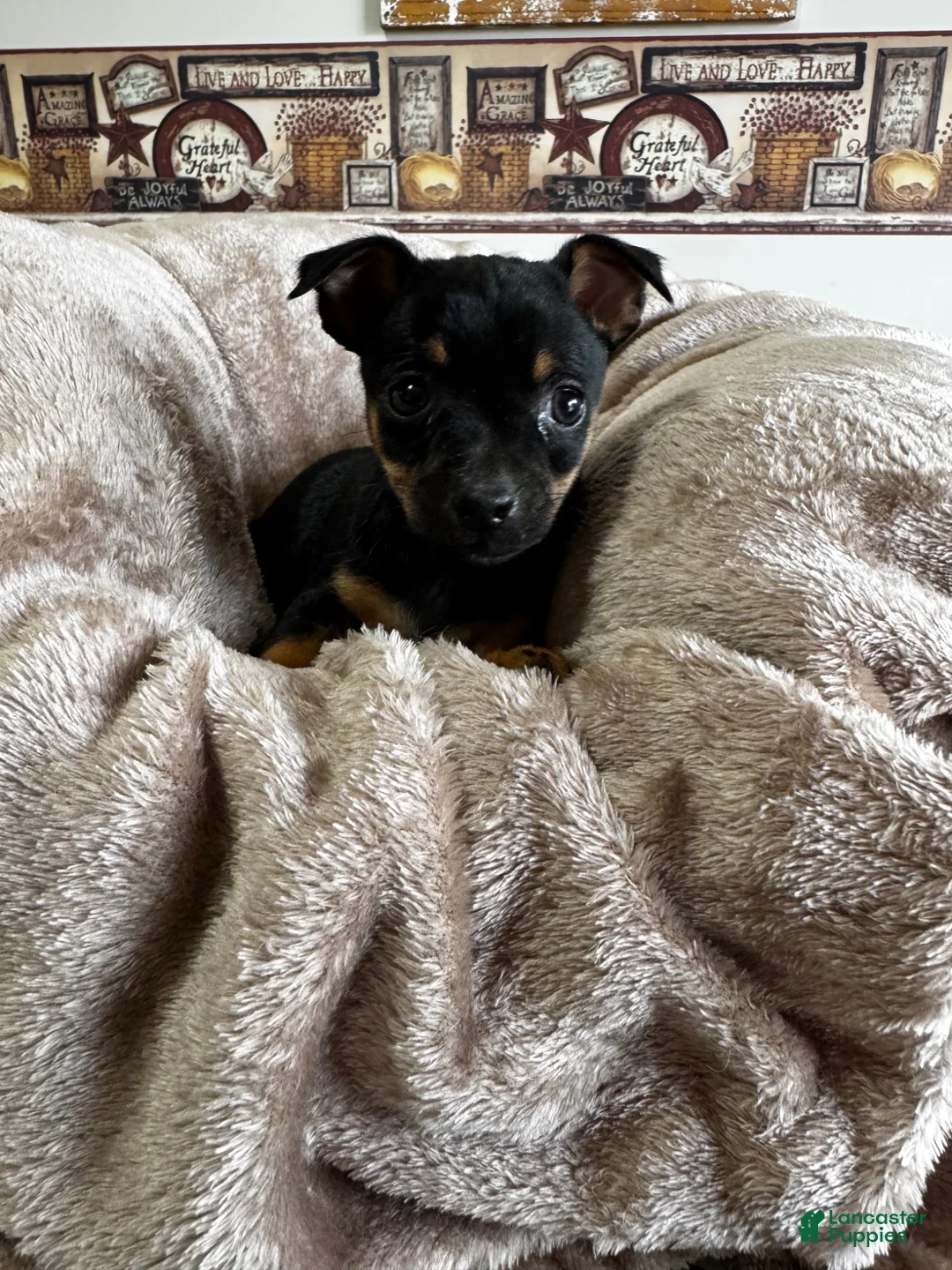 Chihuahua dogs for sale: Nelson  - Ad 2
