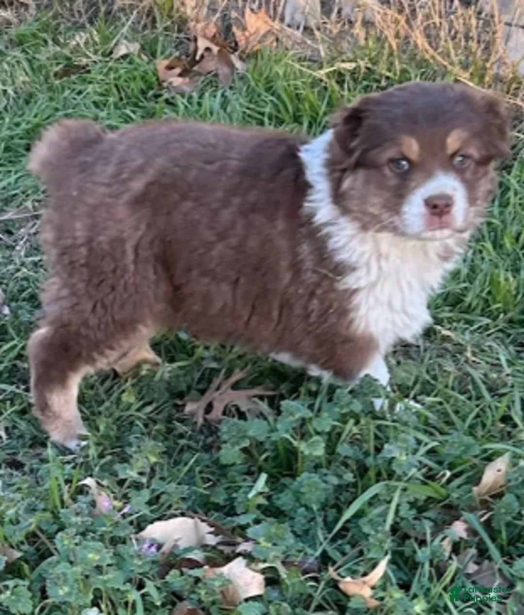 Australian Shepherd dogs for sale: Red Tri Male - Ad 3