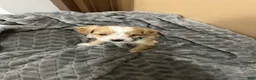 Maltipoo dogs for sale: Maltipoo 4 - Ad 4