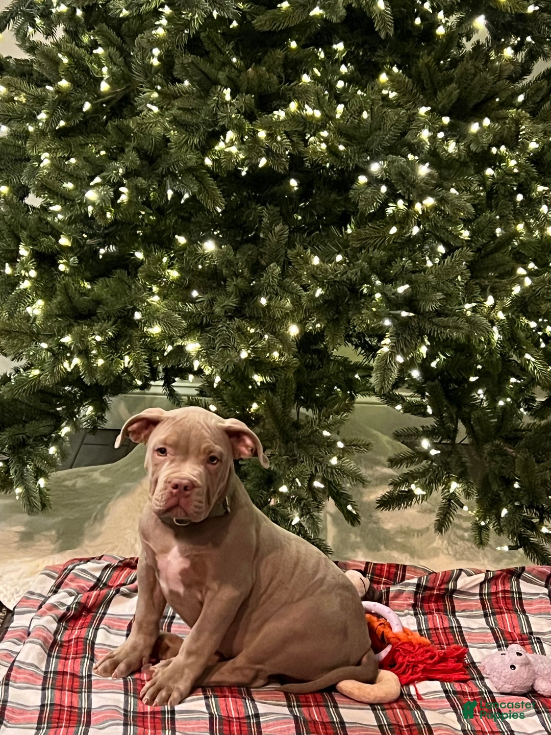 American Bully dogs for sale: Louis - Ad 4