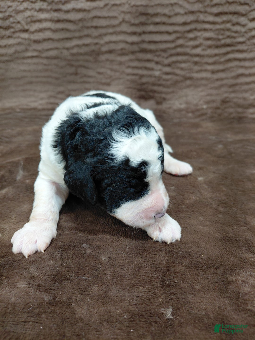 Bernedoodle dogs for sale: Baxter - Ad 4