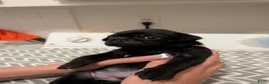 Pug 3