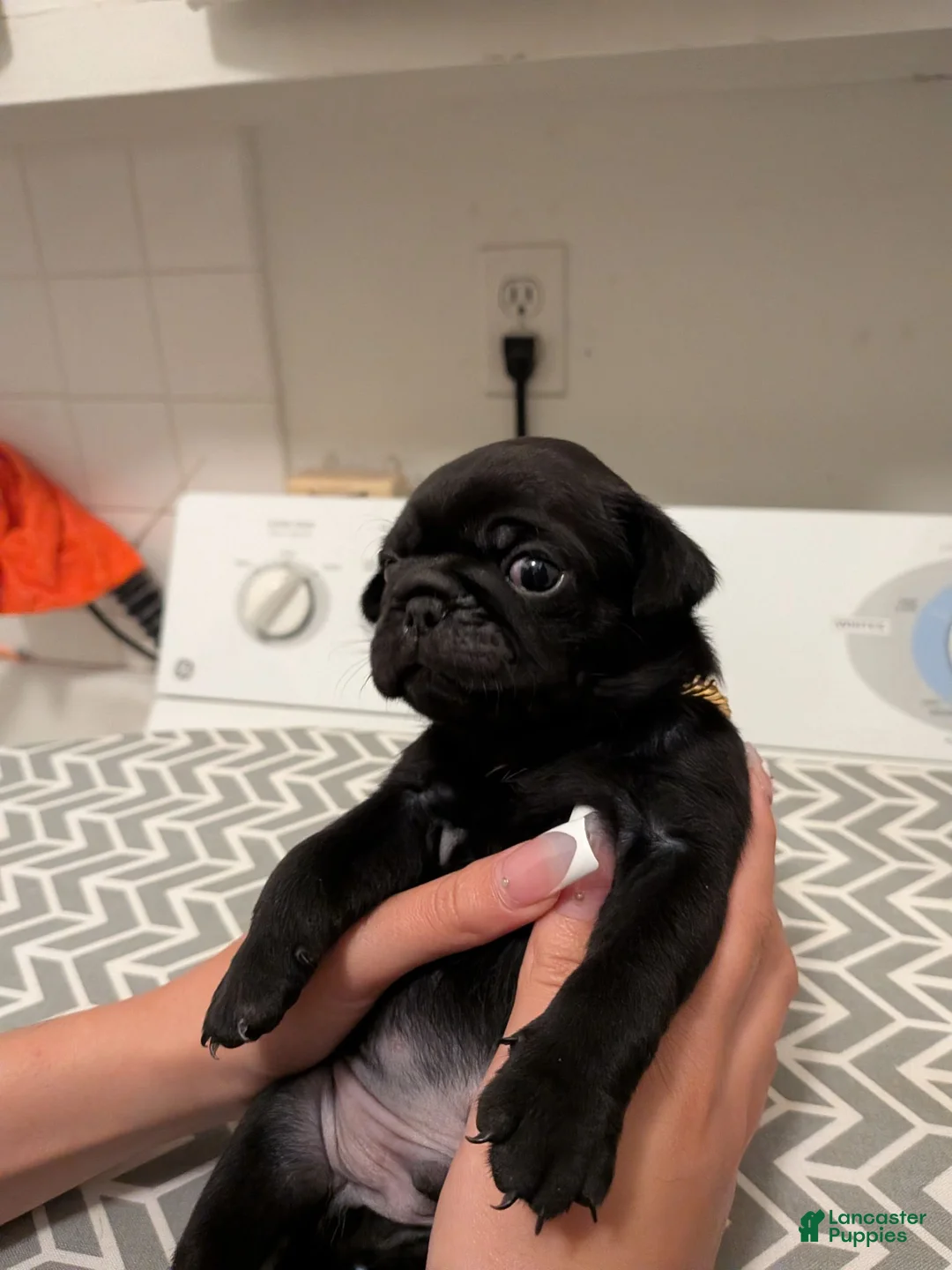 Pug dogs for sale: Pug 3 - Ad 1