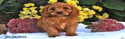 Cavapoo dogs for sale: Pecan - Ad 2