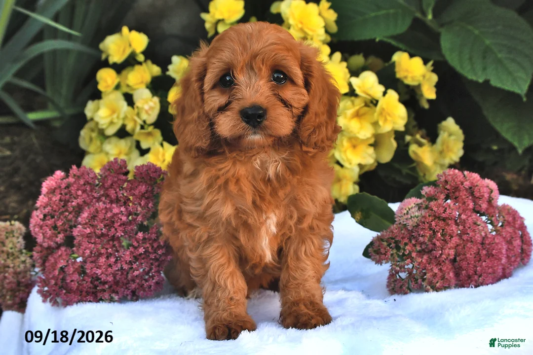 Cavapoo dogs for sale: Pecan - Ad 2