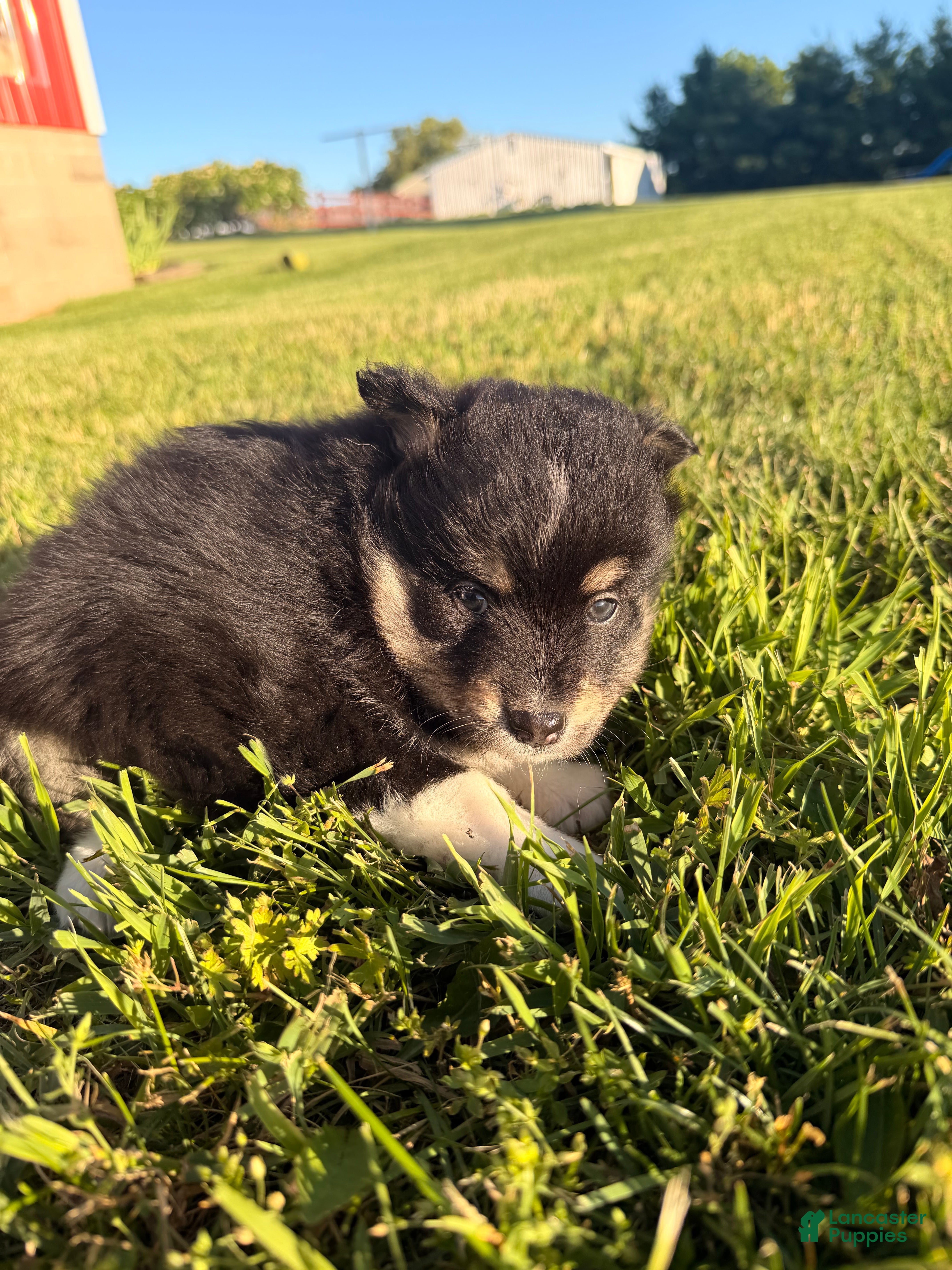 Pomsky dogs Atlas - Ad 3