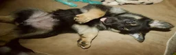 Gerberian Shepsky dogs for sale: Valkyrie - Ad 5