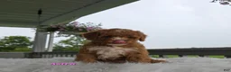 Cavapoo dogs for sale: Astra - Ad 5