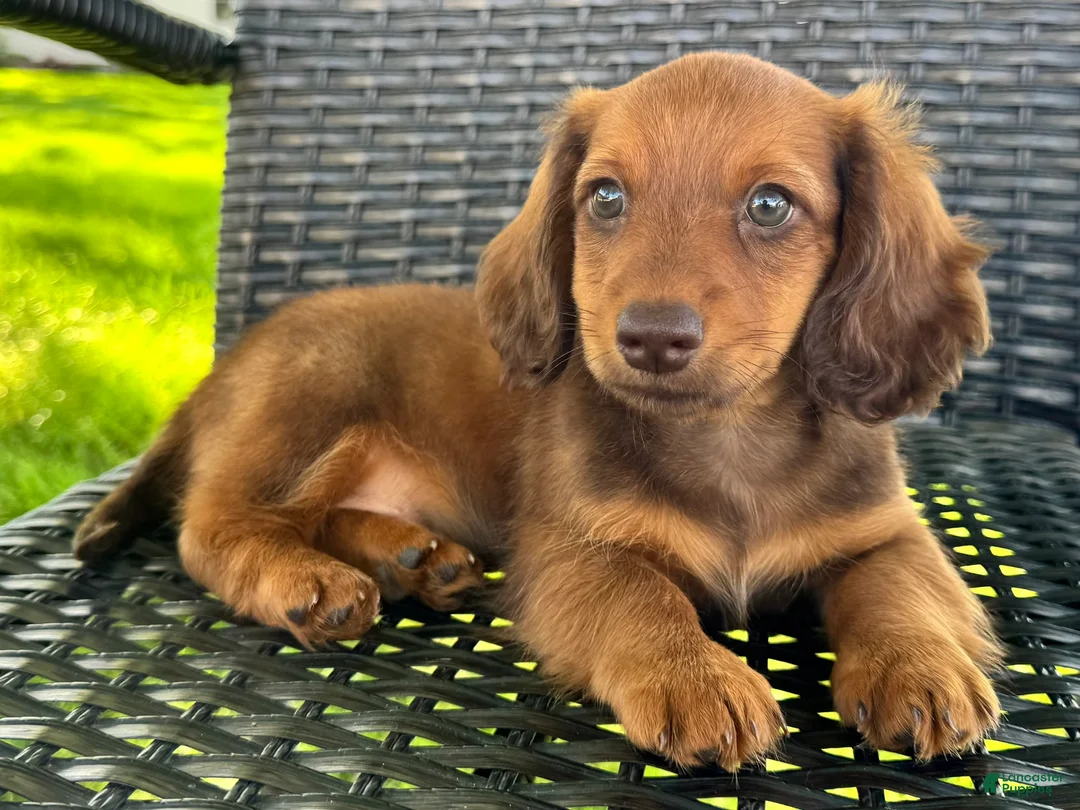 Dachshund dogs for sale: Anson - Ad 2
