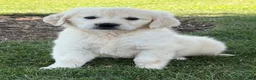Golden Retriever dogs for sale: Pickles - Ad 1
