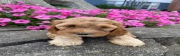Mixed Breed dogs for sale: Gus - Ad 12