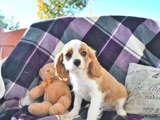 Cavalier King Charles Spaniel dogs - Ad 21