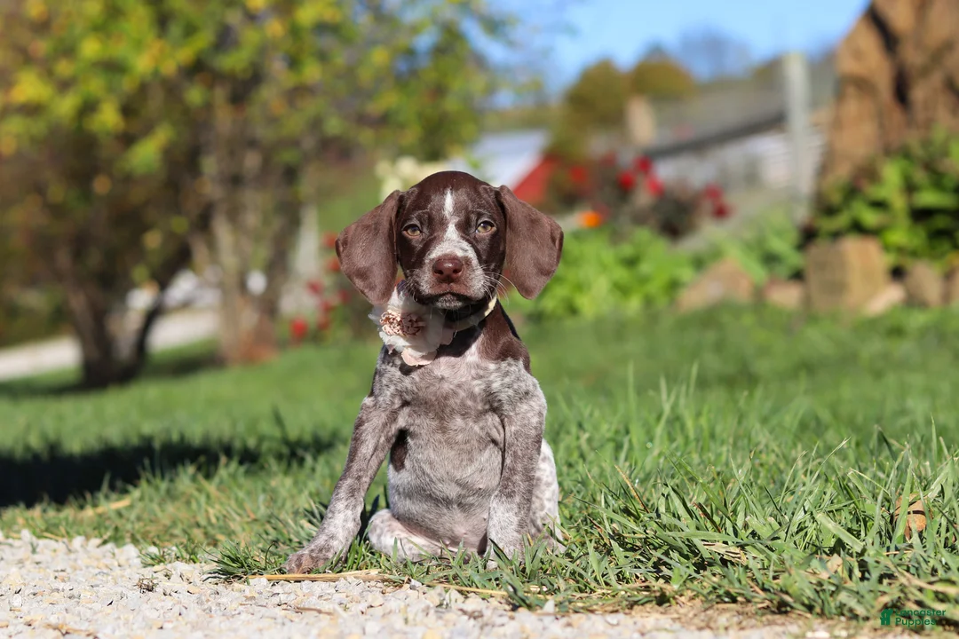 German Shorthaired Pointer dogs for sale: Allie - Ad 1