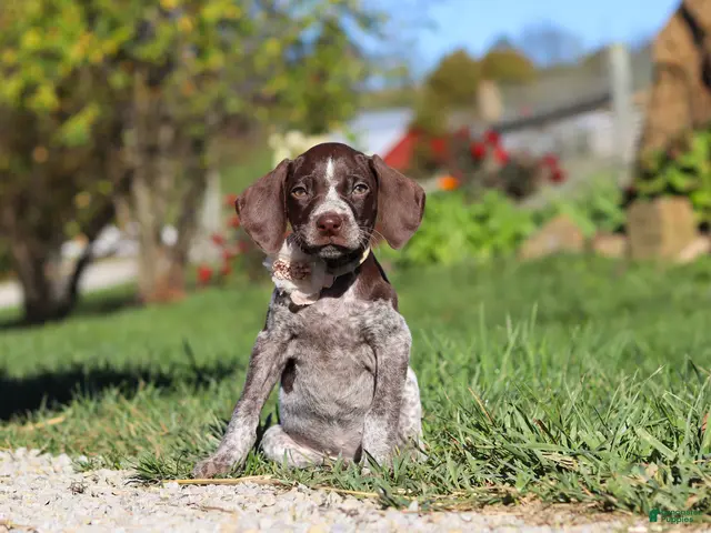 German Shorthaired Pointer dogs for sale: Allie - Ad 1