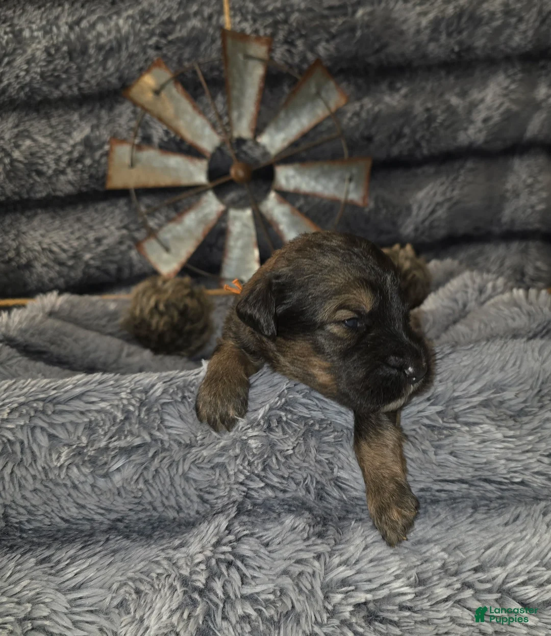 Bernedoodle dogs for sale: Bernedoodle Puppy 4 - Ad 1