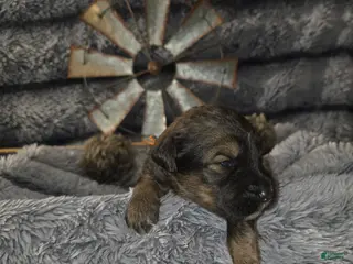 Bernedoodle dogs Bernedoodle Puppy 4 - Ad 5