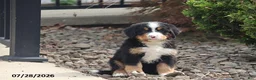 Bernese Mountain Dog dogs for sale: Antonio - Ad 1