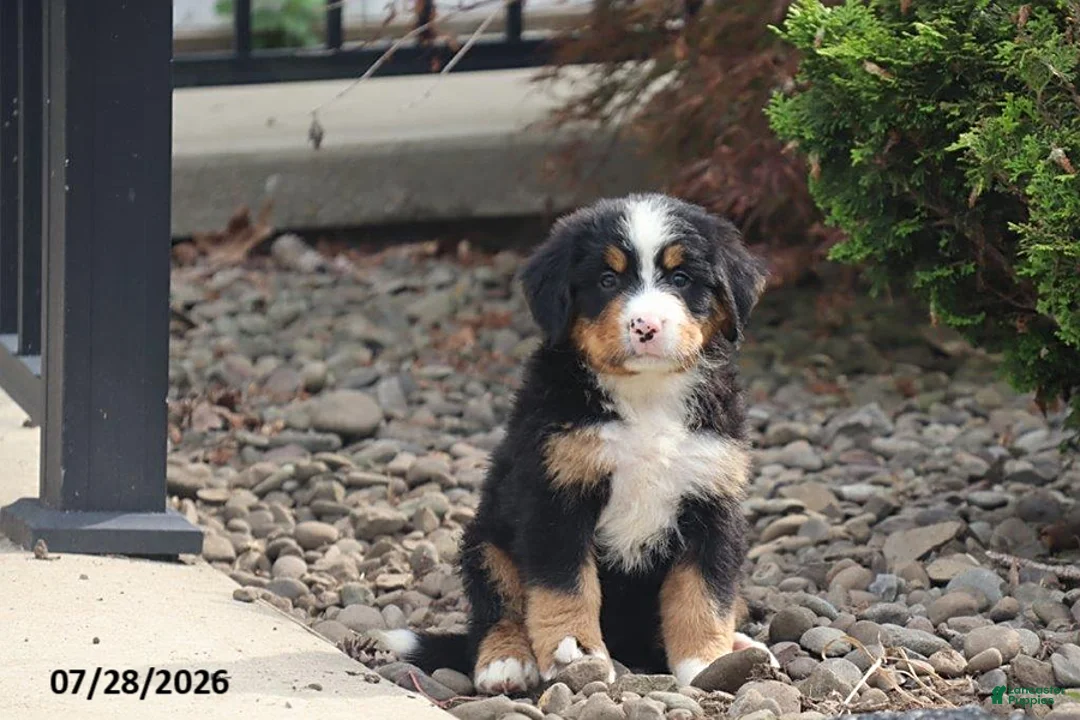 Bernese Mountain Dog dogs for sale: Antonio - Ad 1