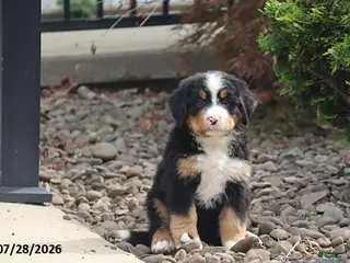 Bernese Mountain Dog dogs Antonio - Ad 40