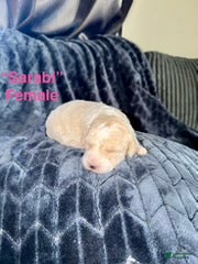 Mixed Breed dogs for sale: Sarabl - Ad 2