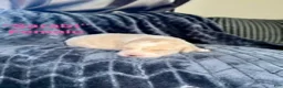 Mixed Breed dogs for sale: Sarabl - Ad 1