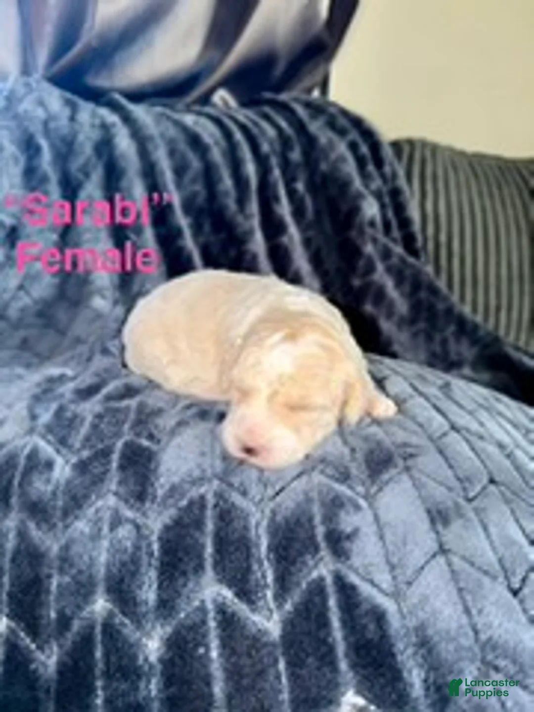 Mixed Breed dogs for sale: Sarabl - Ad 1