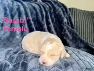 Mixed Breed dogs for sale: Sarabl - Ad 2